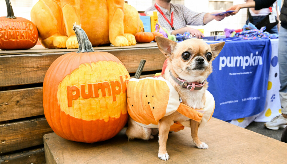 Halloweenhund i New York.