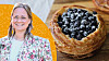 Blåbärskrossikant.