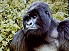 Det handlar om 50 gånger som Rolf har träffat bergsgorillorna, dessa djungelns giganter!