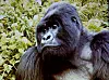Det handlar om 50 gånger som Rolf har träffat bergsgorillorna, dessa djungelns giganter!