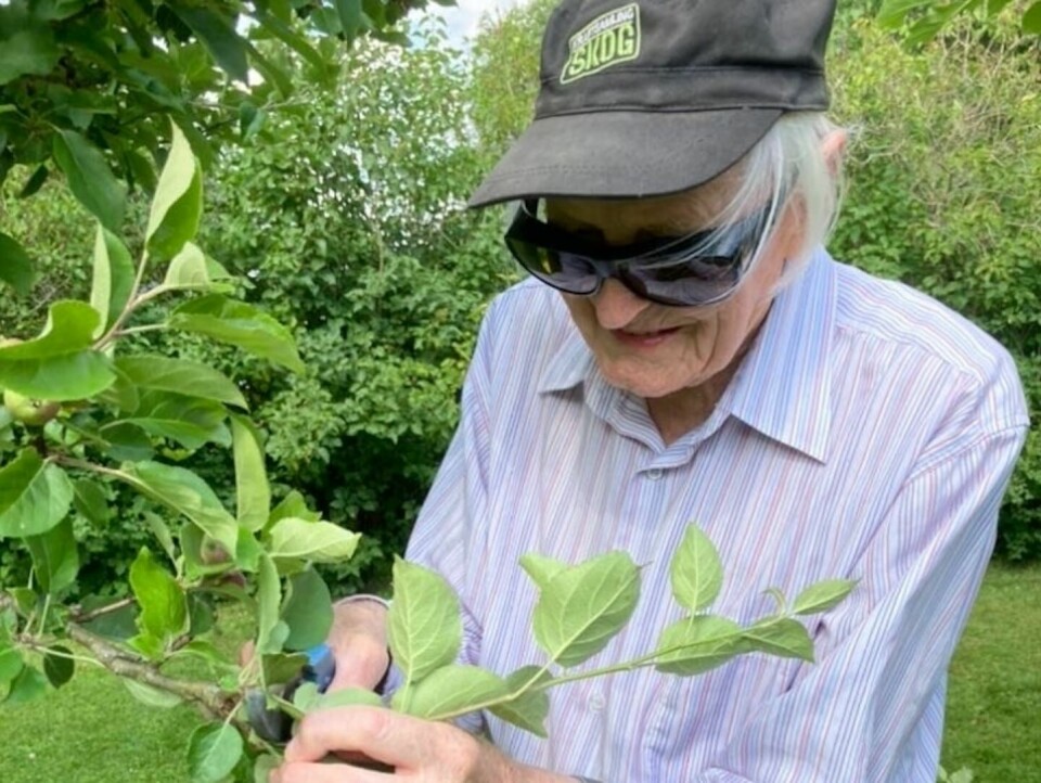 100-årige Filip Sundell klipper äppelträden trots att han inte längre har någon syn. 'Men jag har blivit känslig i fingrarna', säger han. Filip Sundell klipper äppelträden trots att han längre inte ha någon syn. 'Men jag har blivit känslig i fingrarna', säger han.