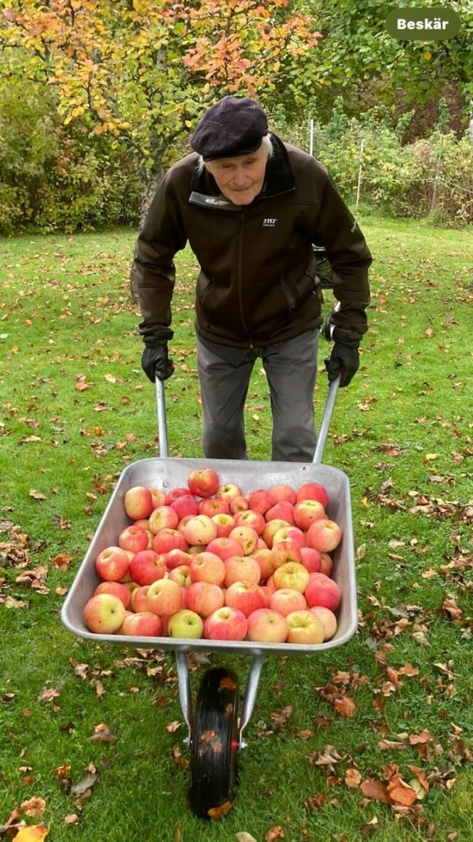 I år fick Filip Sundell sammanlagt 400 kg äpplen från sin trädgård. I år fick Filip Sundell sammanlagt 400 kg äpplen från sin trädgård.